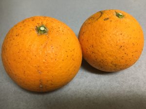大地を守る会の清見オレンジ